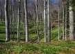 green trees standing  in front of a lake